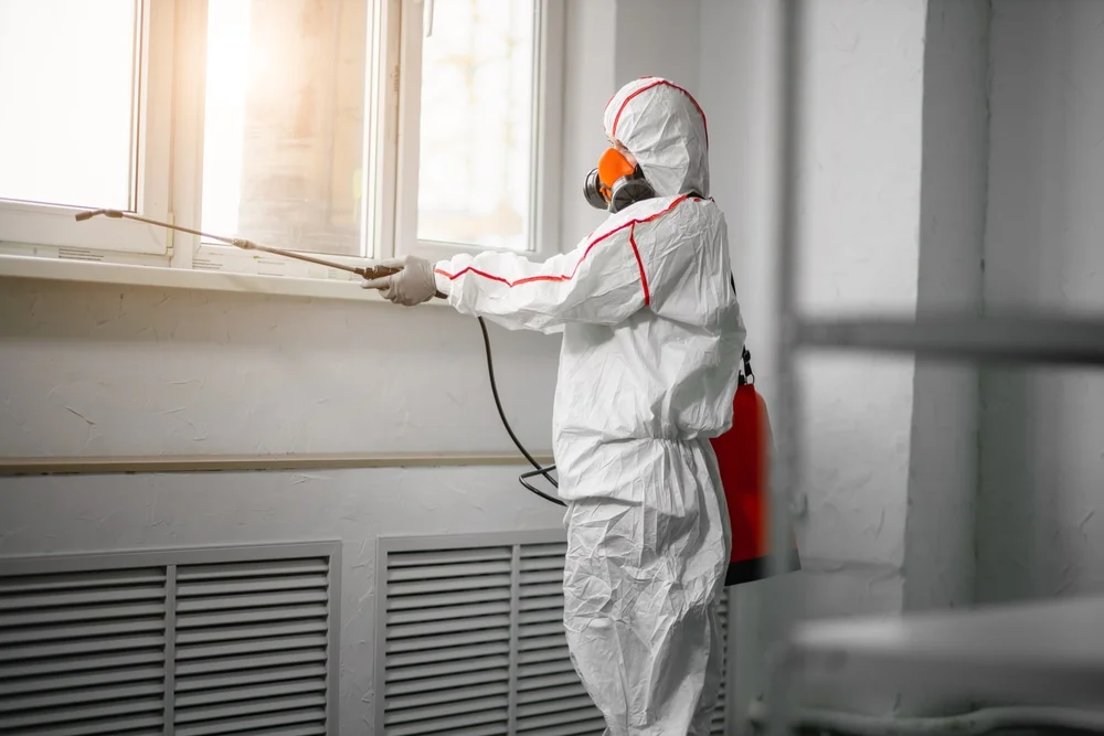 Professional mold remediation services in Manvel, TX